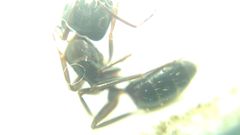 Camponotus fallax