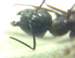 Camponotus fallax