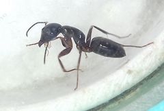 Camponotus fallax