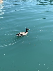 Branta canadensis
