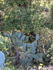 Opuntia