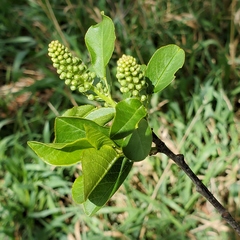 Prunus virginiana