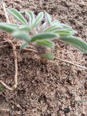 Lupinus pusillus