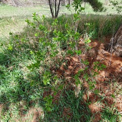 Prunus virginiana