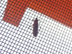 Stenomacra marginella