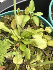 Dionaea