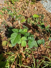 Rubus