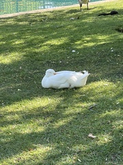 Anas platyrhynchos domesticus