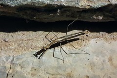 Coenomantis kraussiana