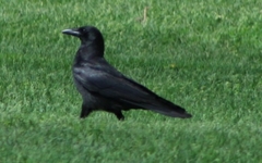 Corvus brachyrhynchos