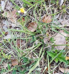 Tridax procumbens image