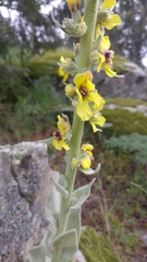Verbascum rotundifolium