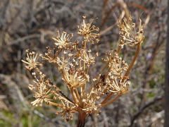 Levisticum officinale