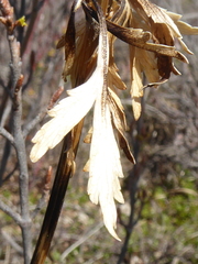 Levisticum officinale