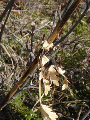 Levisticum officinale