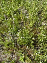 Plagiobothrys scouleri