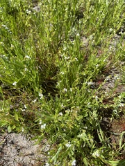 Plagiobothrys scouleri