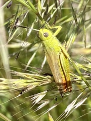 Chorthippus apicalis