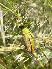Chorthippus apicalis