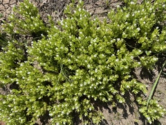 Plagiobothrys scouleri