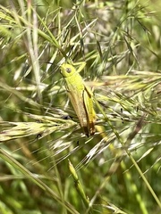 Chorthippus apicalis