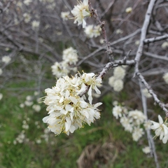 Prunus americana