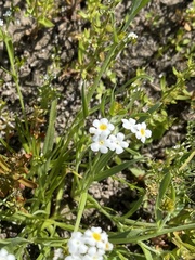 Plagiobothrys figuratus