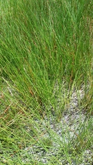 Eleocharis elongata