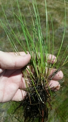 Eleocharis elongata
