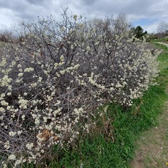 Prunus americana
