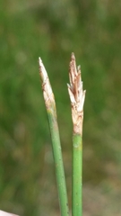 Eleocharis elongata