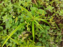 Cyperus laxus