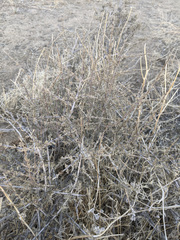 Coleogyne ramosissima