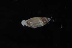Olivella pusilla