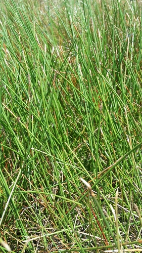 Image of Eleocharis elongata by (c) Jay Horn, some rights reserved (CC BY)