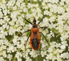 Gminatus