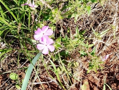 Phlox roemeriana