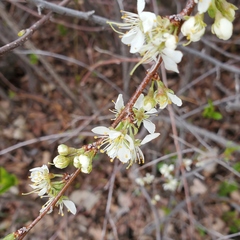 Prunus americana