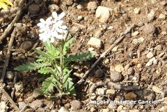 Iberis pectinata