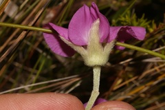 Podalyria oleifolia