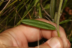 Podalyria oleifolia