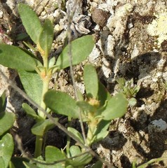 Helianthemum squamatum