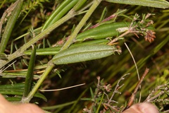Podalyria oleifolia