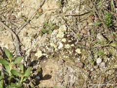 Helianthemum squamatum