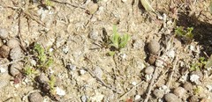 Lysimachia linum-stellatum