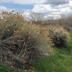 Ericameria nauseosa