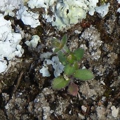 Campanula erinus