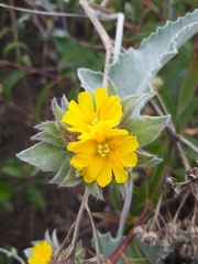 Daustinia montana