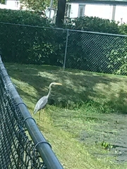 Ardea herodias