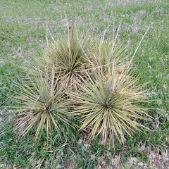 Yucca glauca